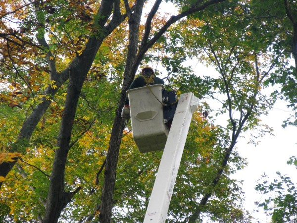 Figure 3 - Crew member trimming tree branches with safety apparel