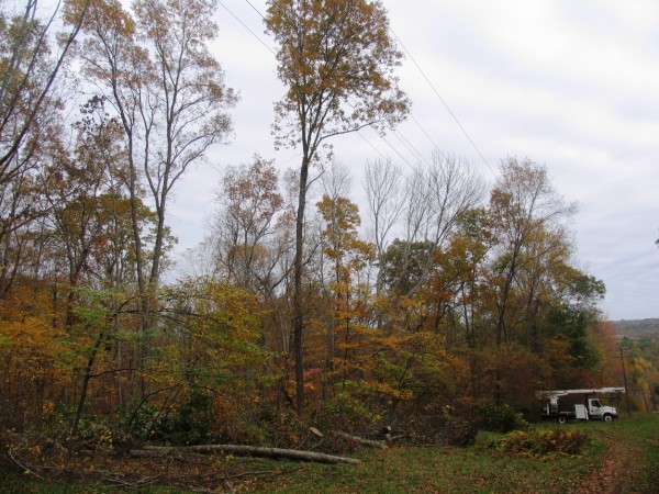 Figure 2 Tree Near Wires on Field